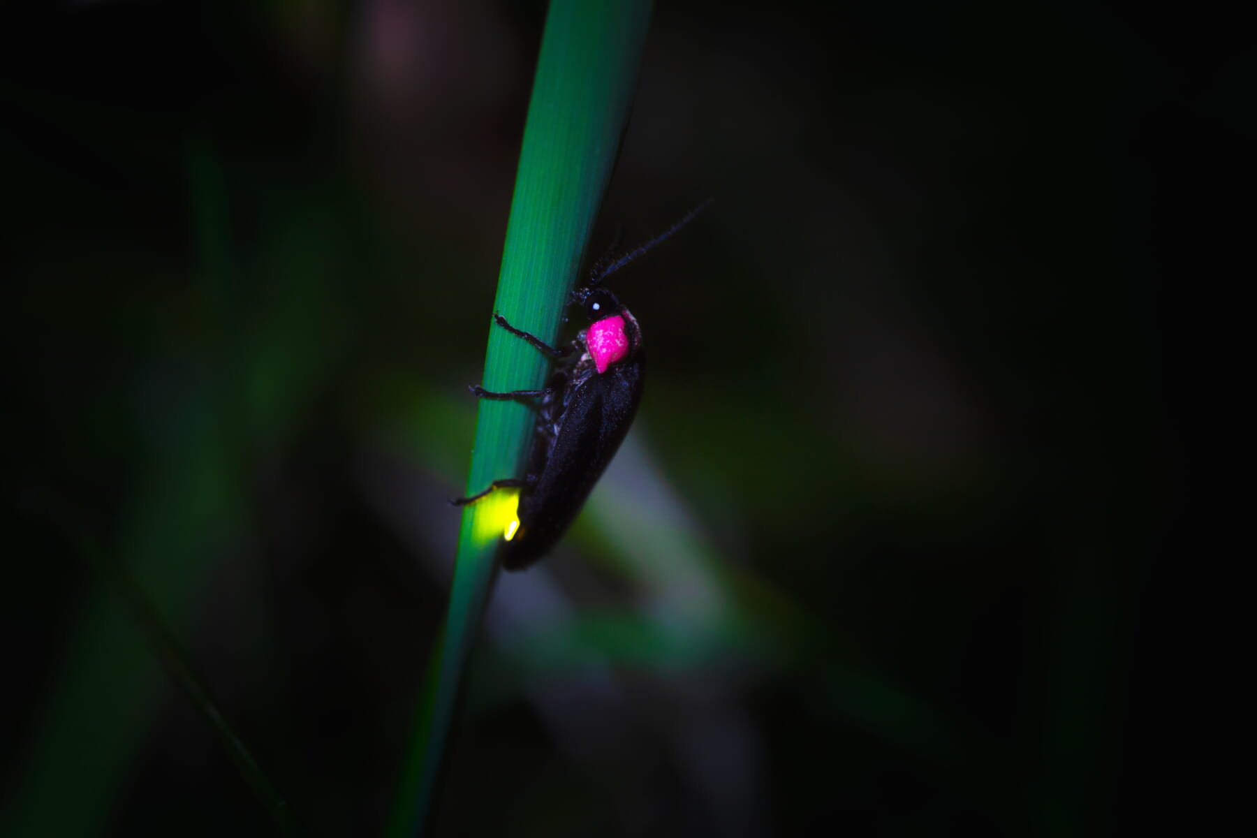 初夏の風物詩|ホタル観賞シーズンのご案内の写真